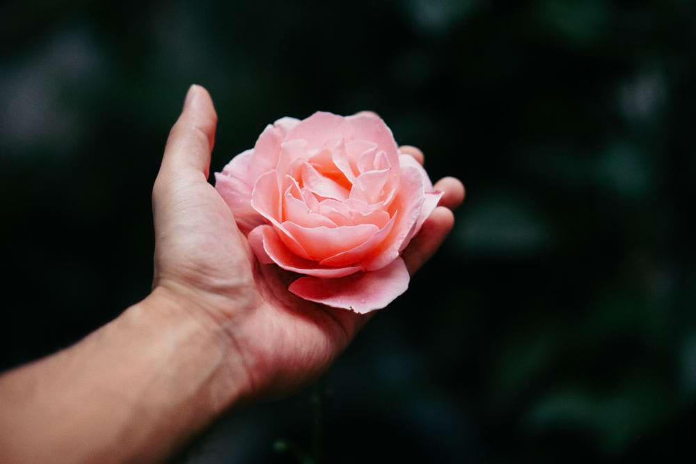 An open-palm hand with a pink rose on it signifying flower meaning.